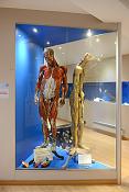 musee des ecorches de anatomie neubourg 10-2021 0399
